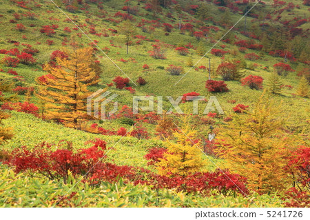 Autumn leaves of Kusatsu Shiraneyama Yoshigira 5241726