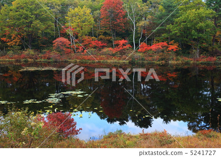 Autumn leaves of Shika Kogen Kazunuma Autumn leaves of Shika Kogen Kazunuma 5241727