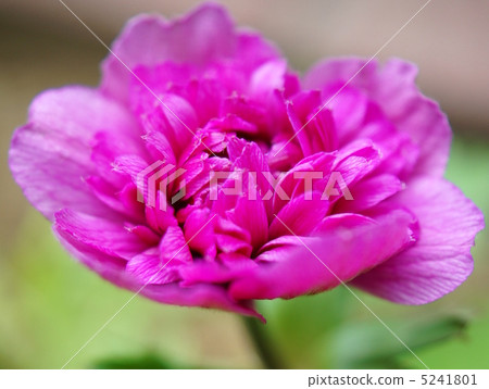 Anemone (thick pink: double) 5241801