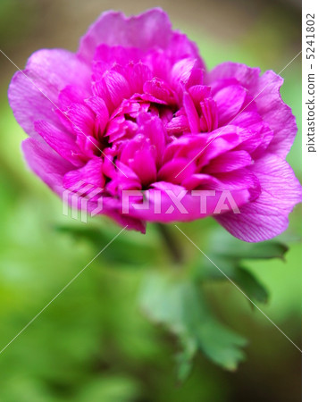Anemone (thick pink: double) 5241802