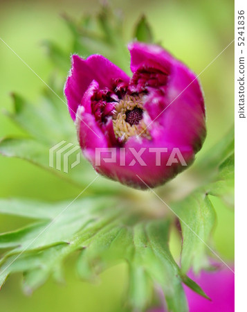 銀蓮花（厚粉色：雙色） 5241836