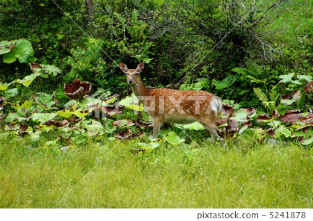 Female 5241878