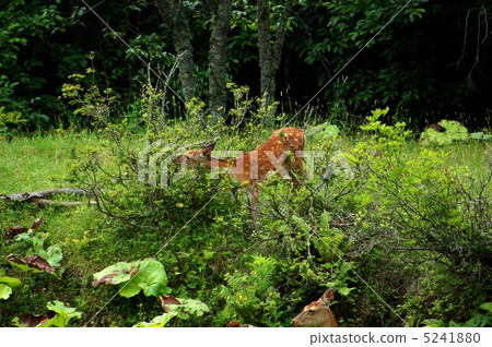 Fawn eating food 5241880