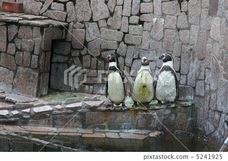 三隻洪堡企鵝 三隻洪堡企鵝 5241925