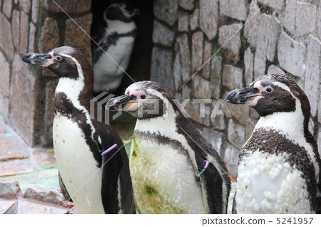 三隻洪堡企鵝 三隻洪堡企鵝 5241957