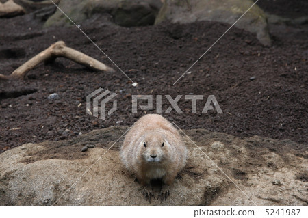 草原土撥鼠 5241987