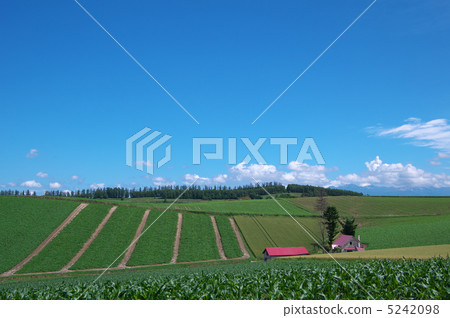 Hill of Biei fairy tale Hill of Biei fairy tale 5242098