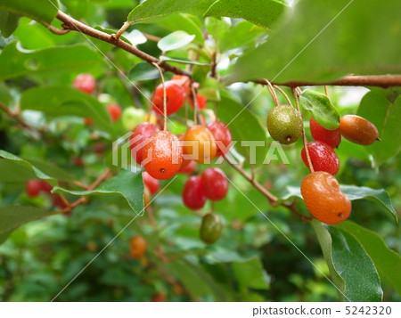 A fruitful red 5242320