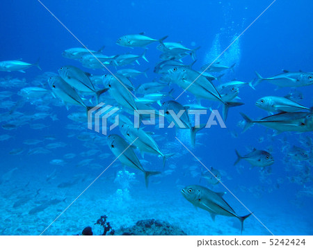 Gingame bean 5242424