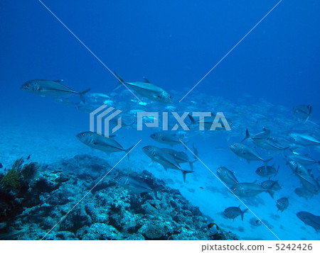 Gingame bean 5242426