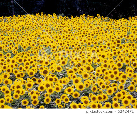 Midsummer Garden 5242471