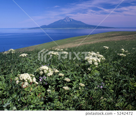 Rebun Island, Midsummer Rebun Island, Midsummer 5242472