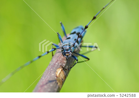 Ruri Boshikiki 5242588