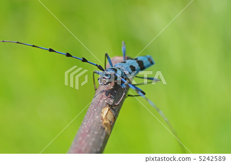 Ruri Boshikiki Ruri Boshikiki 5242589