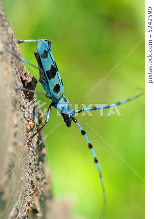 Ruri Boshikiki 5242590