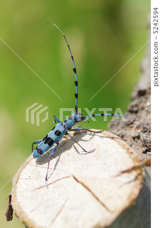 Ruri Boshikiki 5242594