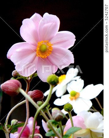 Shumayigiki: Autumn is a chrysanthemum (pink) 5242707
