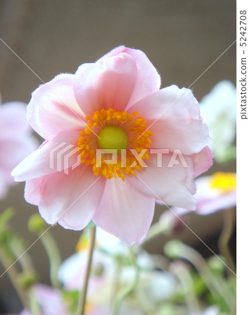 Shumayigiki: Autumn is a chrysanthemum (pink) Shumayigiki: Autumn is a chrysanthemum (pink) 5242708