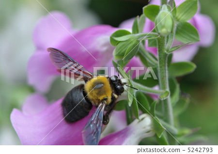Kimunekima和Digitalis 5242793