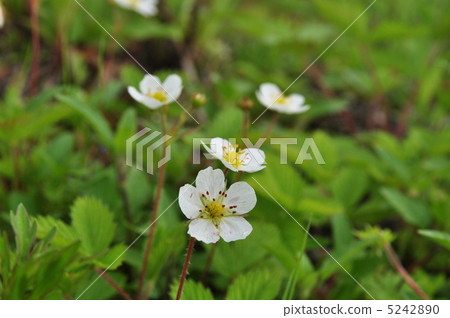 Blackberry strawberry 5242890