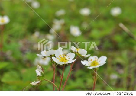 Blackberry strawberry 5242891