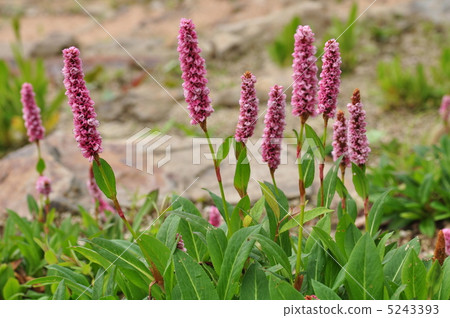 Polygonum · Affin 5243393