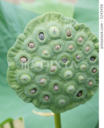 Hasakaku真實 5243456