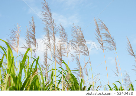 Sugar Cane Flower Sugar Cane Flower 5243488