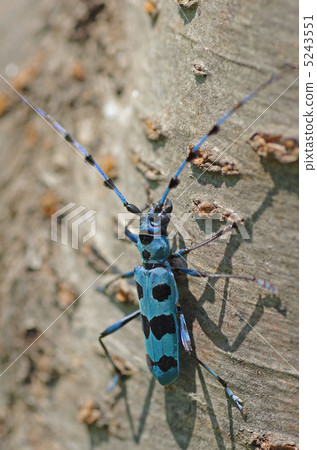 Ruri Boshikiki Ruri Boshikiki 5243551