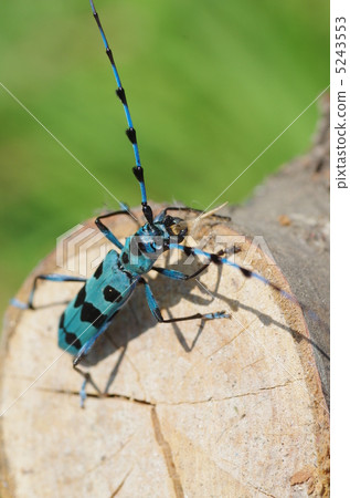 Ruri Boshikiki 5243553