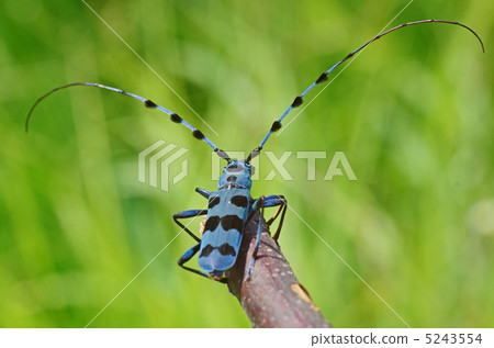 Ruri Boshikiki 5243554