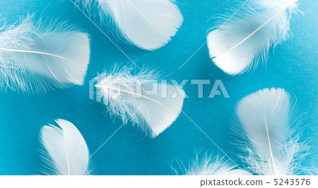 羽毛 羽毛 5243576