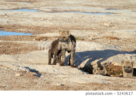 Bukhayena的孩子們 Bukhayena的孩子們 5243617