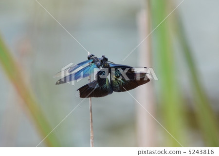 交配蝴蝶 交配蝴蝶 5243816