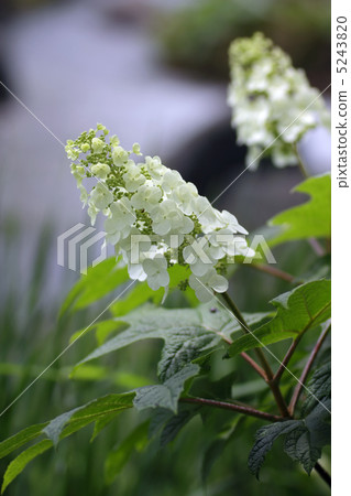 Kashiwaba繡球花。 Kashiwaba繡球花。 5243820
