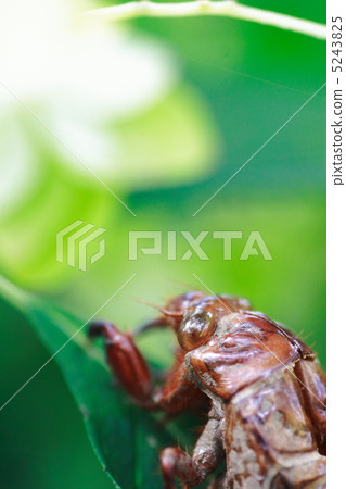 空的蟬在雅馬哈繡球花葉子離開 5243825