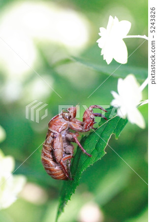 Cicadian貝殼和Yamah繡球花 Cicadian貝殼和Yamah繡球花 5243826