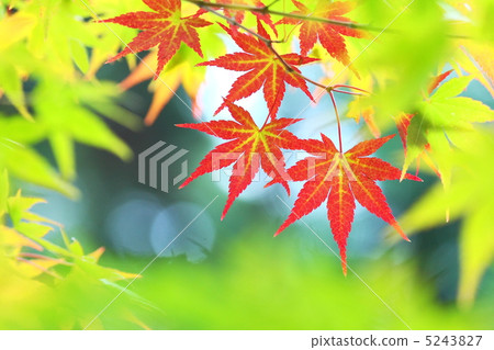 在綠色葉子的秋葉 5243827