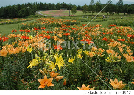 Yuri花園盛開 5243942