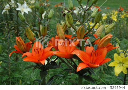 Yuri garden in full bloom 5243944