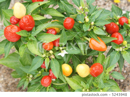 Goshiki pepper fruit 5243948