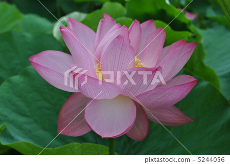 Oga lotus Oga lotus 5244056