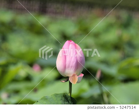 Lotus flower in Okayama city Korakuen 5247514