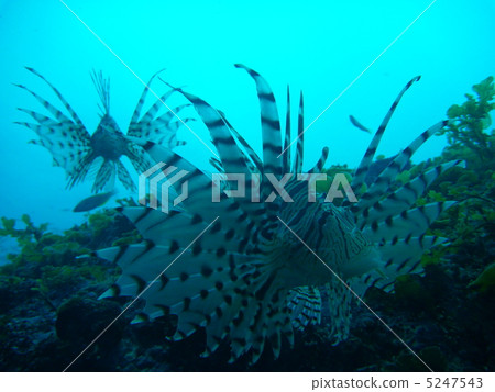 Poisoned fish Poisoned fish 5247543