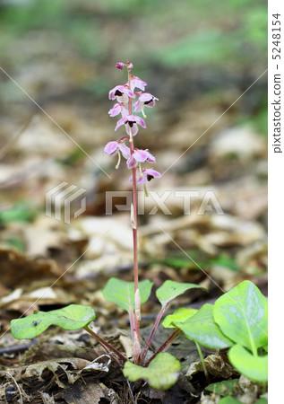 Safflower cypress 5248154
