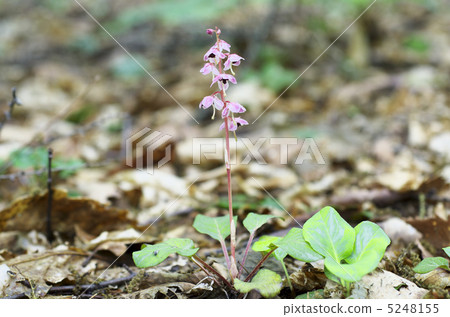 Safflower cypress 5248155
