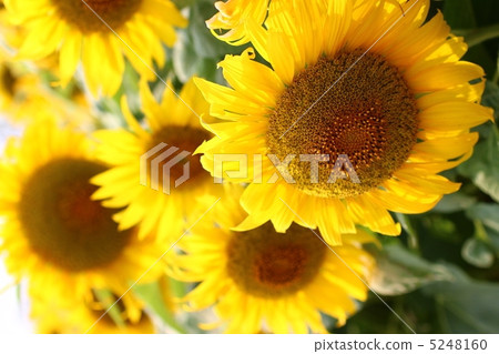 sunflower	 5248160