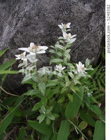 Quercus queen blossoming quietly in the plateau Quercus queen blossoming quietly in the plateau 5248382
