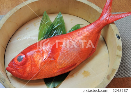 紅鯛魚 紅鯛魚 5248387