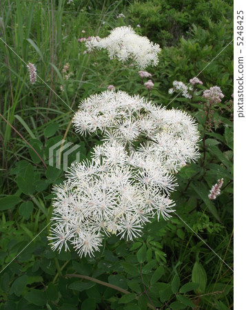 Lady of the Summer Plateau Larix 5248425